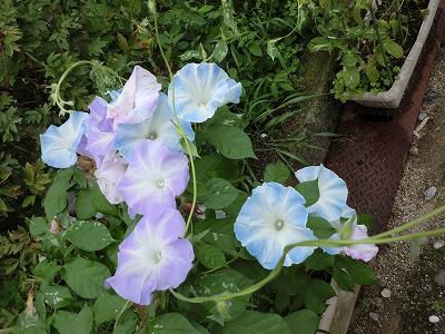 ◆早くも９月に入りました。◆