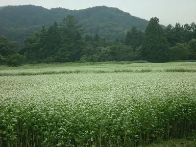 ◆そばの花が満開です。◆