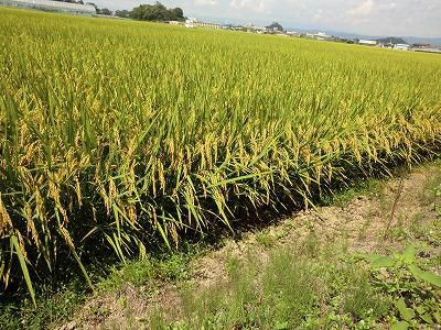 ◆間もなく稲刈りか◆
