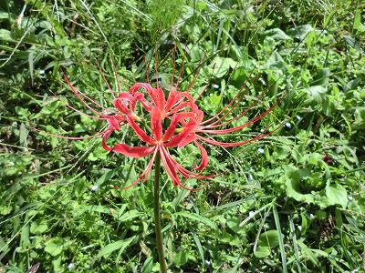 ◆彼岸花　　見つけました。◆