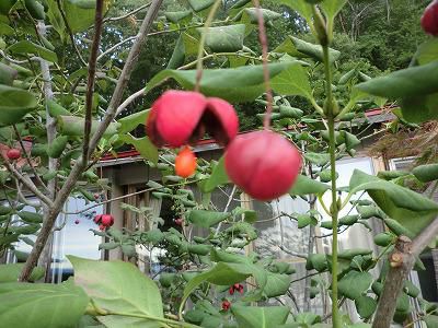 ◆今年の秋は早く来た　　??◆