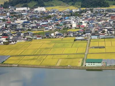 ◆稲刈り前の黄金絨毯◆