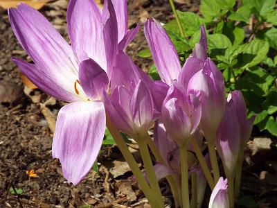◆不思議な花　　コルチカム　◆
