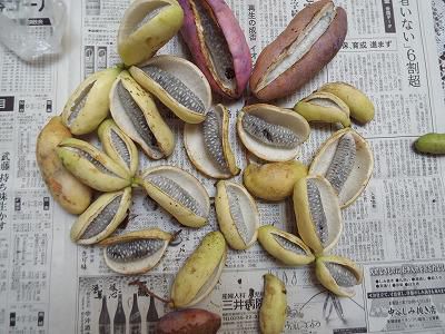 ◆アケビも収穫できました。◆