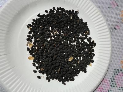 ◆朝顔も枯れ始めました。◆