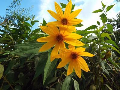 ◆菊芋の花が盛りです。◆