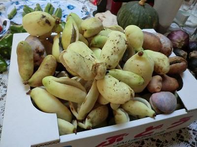 ◆最後の収穫になるのでしょうか◆