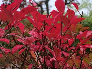 ◆紅葉が進んでいます。◆