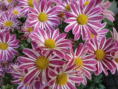 ◆菊薫る秋◆