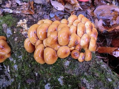 ◆里山のキノコまだまだ出るようだす。◆