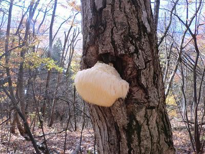 ◆またまた　ヤマブシタケ発見　調理していただきました。◆