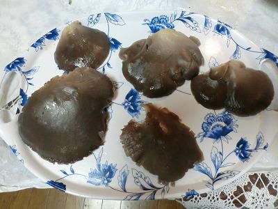 ◆巨大貝収穫か　????◆