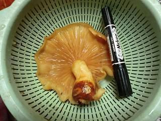 ◆巨大なめこ収穫◆