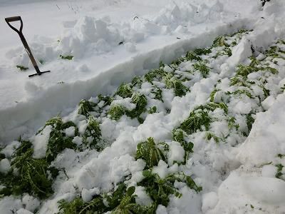 ◆雪の中の大根堀り◆