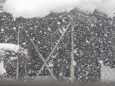◆雪の知らせだけでは面白くないと思いつつ◆
