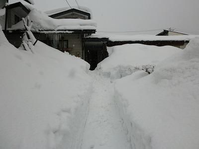 ◆屋根に届きそうです。◆