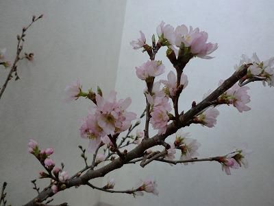 ◆ようやく春の日差しが見えてきました。◆