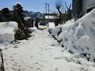◆裏庭の雪もかなり消えました。◆