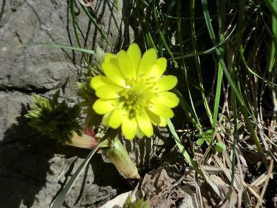 ◆福寿草ようやく咲きました。◆