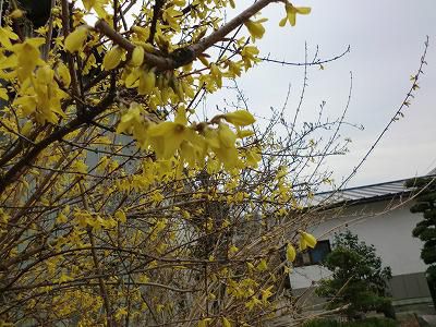 ◆レンギョウも咲きました。◆
