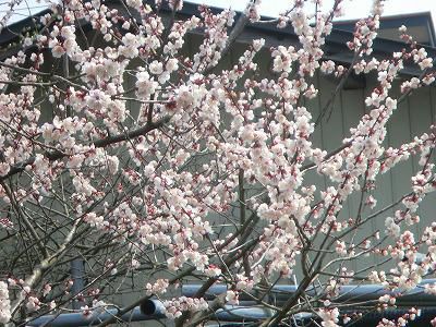 ◆梅が満開を迎えました。◆