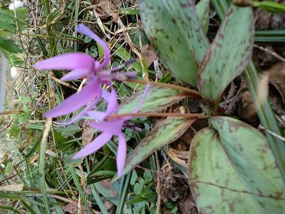 ◆カタクリもの花も咲きました◆