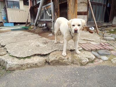 ◆鈴沼のワン公元気です。◆