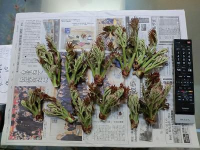 ◆タラの芽も収穫しました。◆