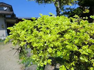 ◆今日から5月◆