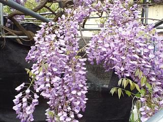 ◆藤の花が満開です。◆