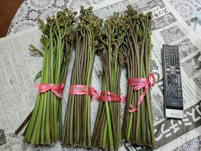 ◆蕨も出始めました。◆