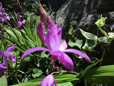 ◆この花の名は　　知らん◆