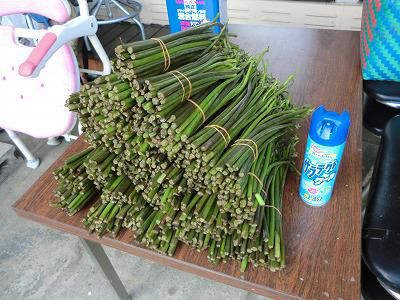 ◆ワラビ今年最後の収穫か　　◆