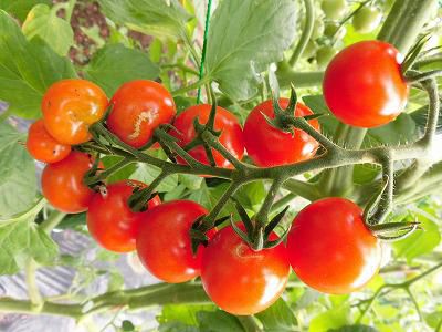 ◆昼はセミ、夜は虫の音の季節◆