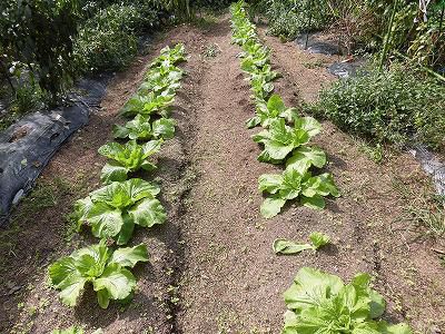 ◆白菜も順調です。◆
