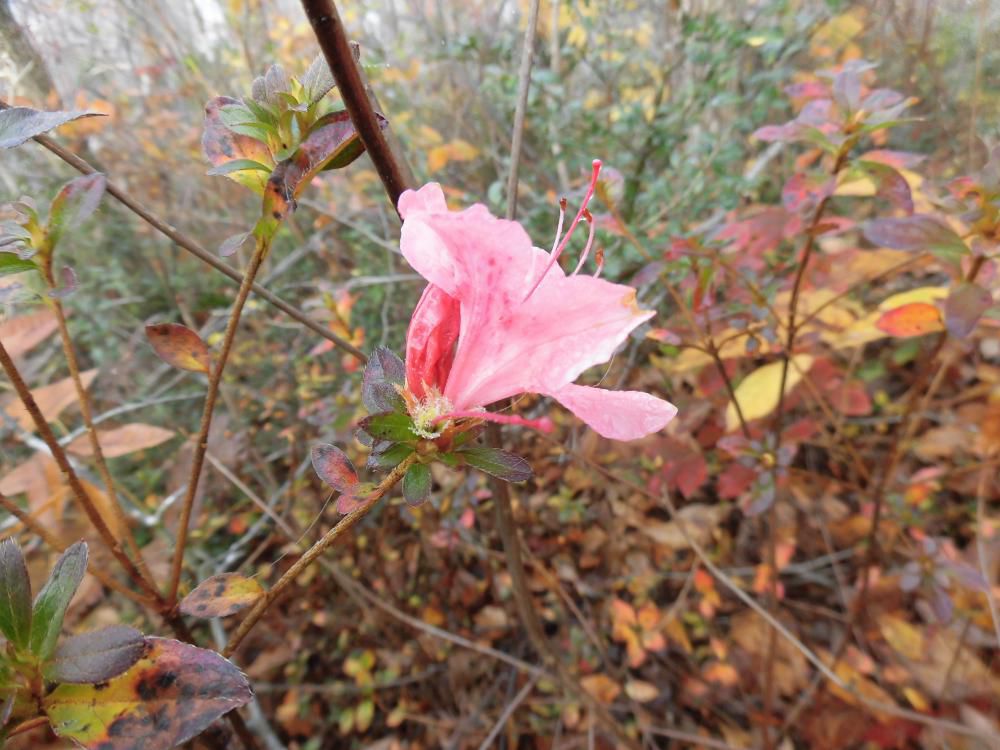 ◆里山のツツジが咲いています。◆