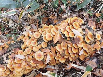 ◆キノコ山まだまだ続いています。◆