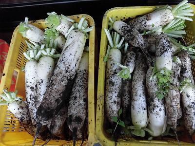 ◆越冬野菜の収穫終わる◆