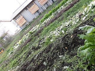 ◆畑も今年度の後始末終わりました。◆