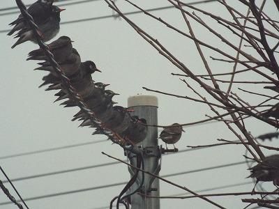 ◆野鳥が勢ぞろい◆