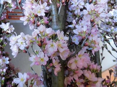 ◆桜が満開です。◆