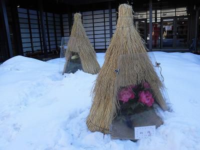 ◆高畠名物　　冬咲ボタン祭り開幕です。◆