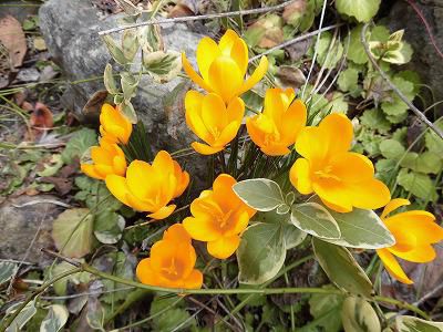 ◆去年より10日も早い開花◆