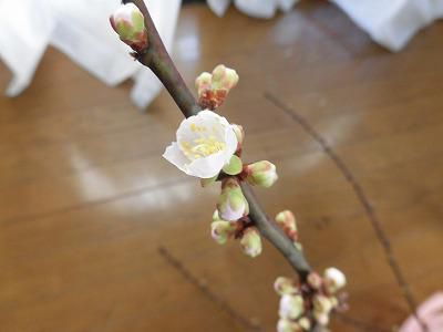◆剪定した梅の枝に　　◆