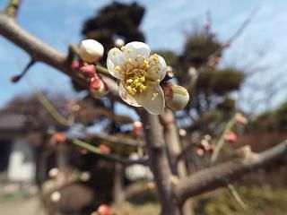 ◆庭の南高梅咲き始めました。◆