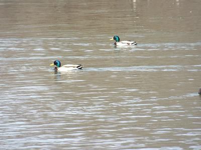 ◆水鳥たちも気持ちよさそうです。　◆