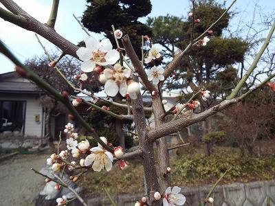 ◆梅が咲き始めました。◆