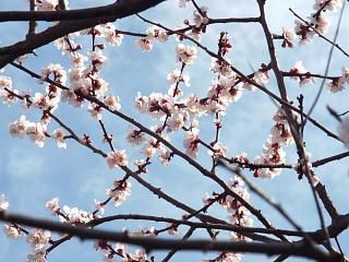 ◆豊後梅満開です。◆