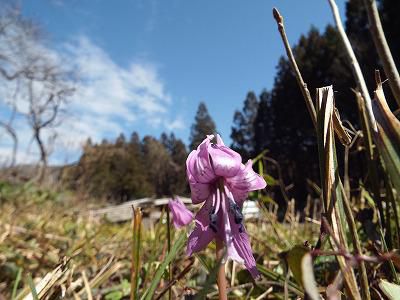 ◆カタクリの花みつけました。◆