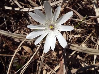 ◆里山散策でキクザキイチゲ咲いてました。◆